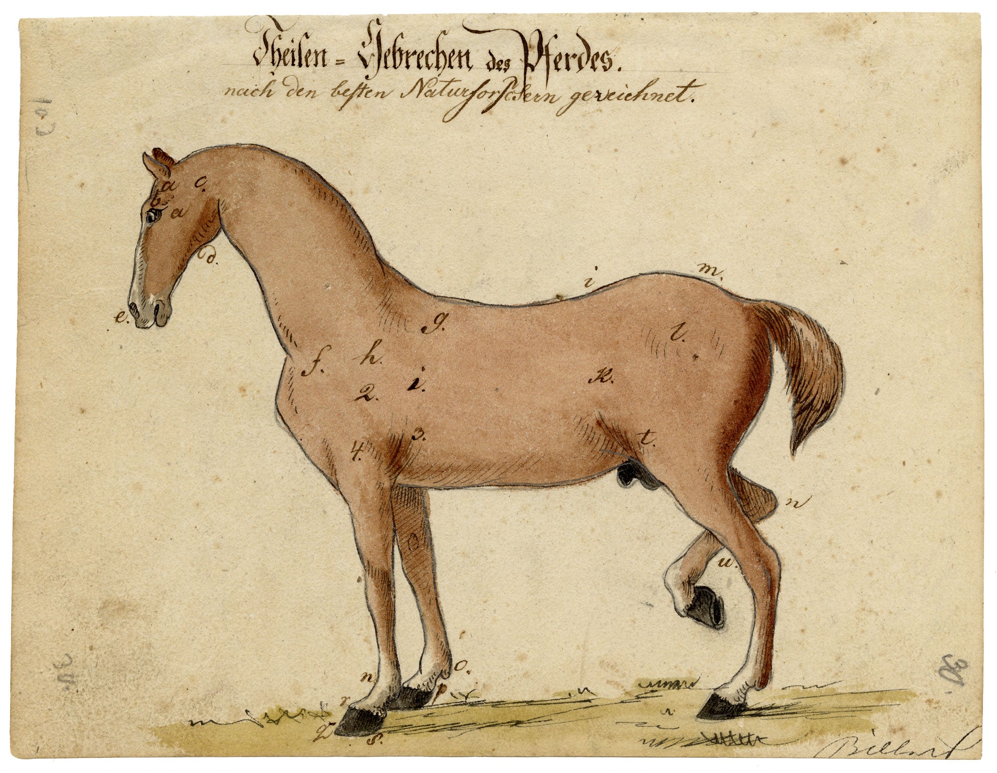 Leopold Billek, Ailments of Horses – Original c.1820 watercolour painting