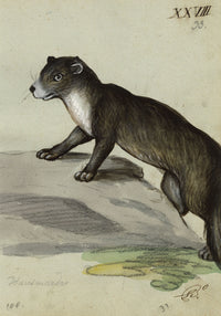 Leopold Billek, Otter – Original c.1820 gouache painting