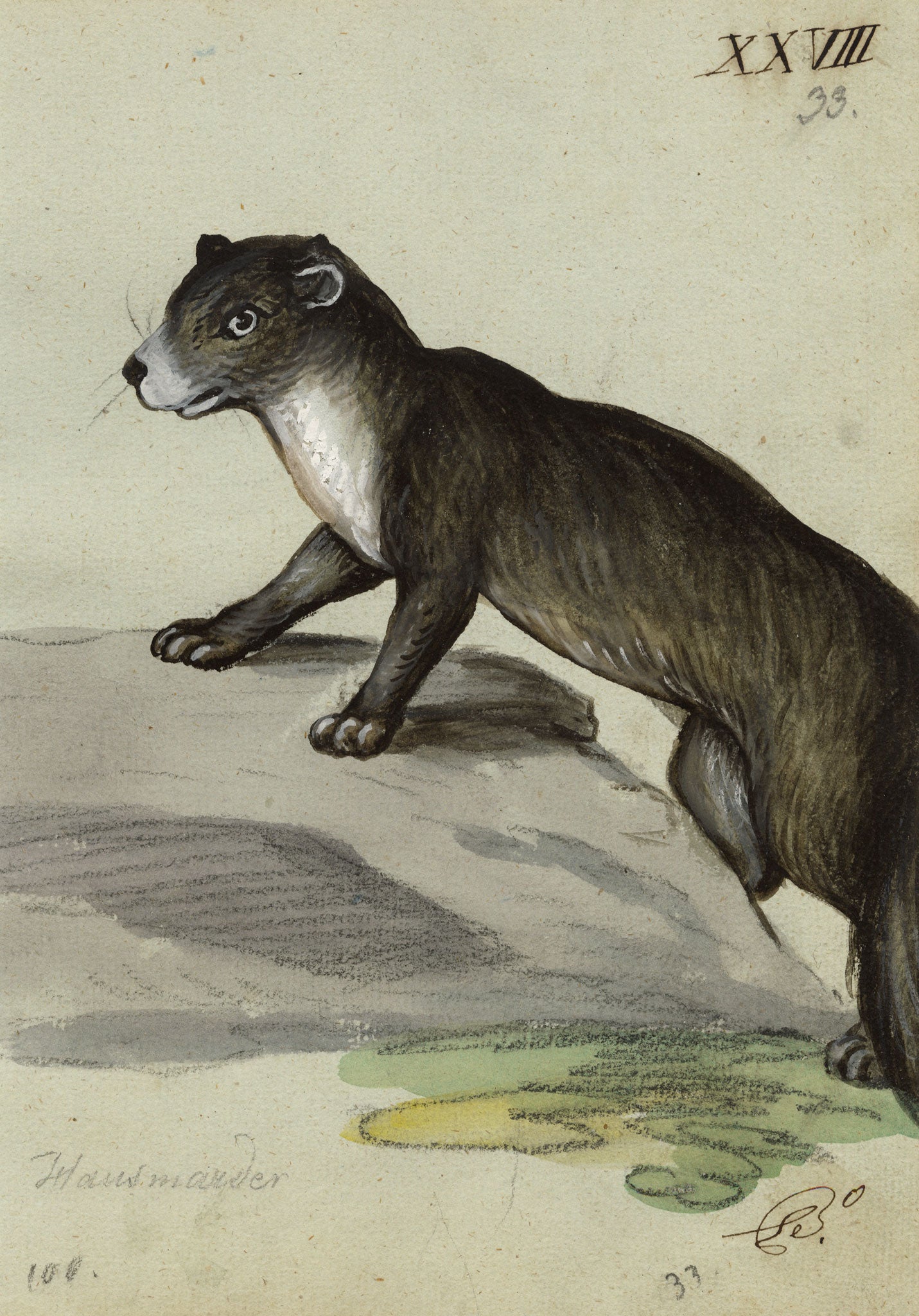 Leopold Billek, Otter – Original c.1820 gouache painting