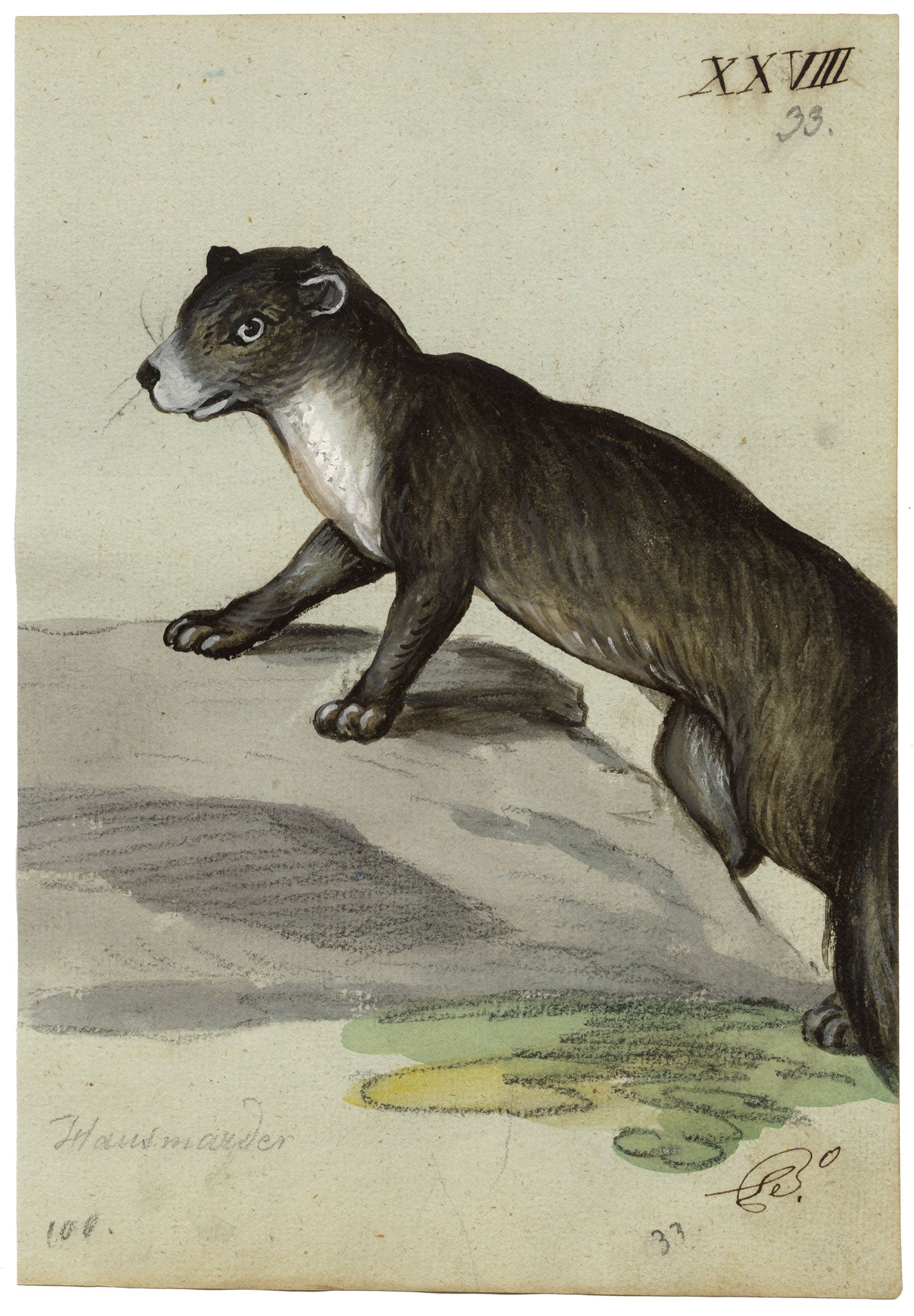 Leopold Billek, Otter – Original c.1820 gouache painting