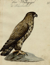 Leopold Billek, Buzzard Bird of Prey – c.1820 gouache painting