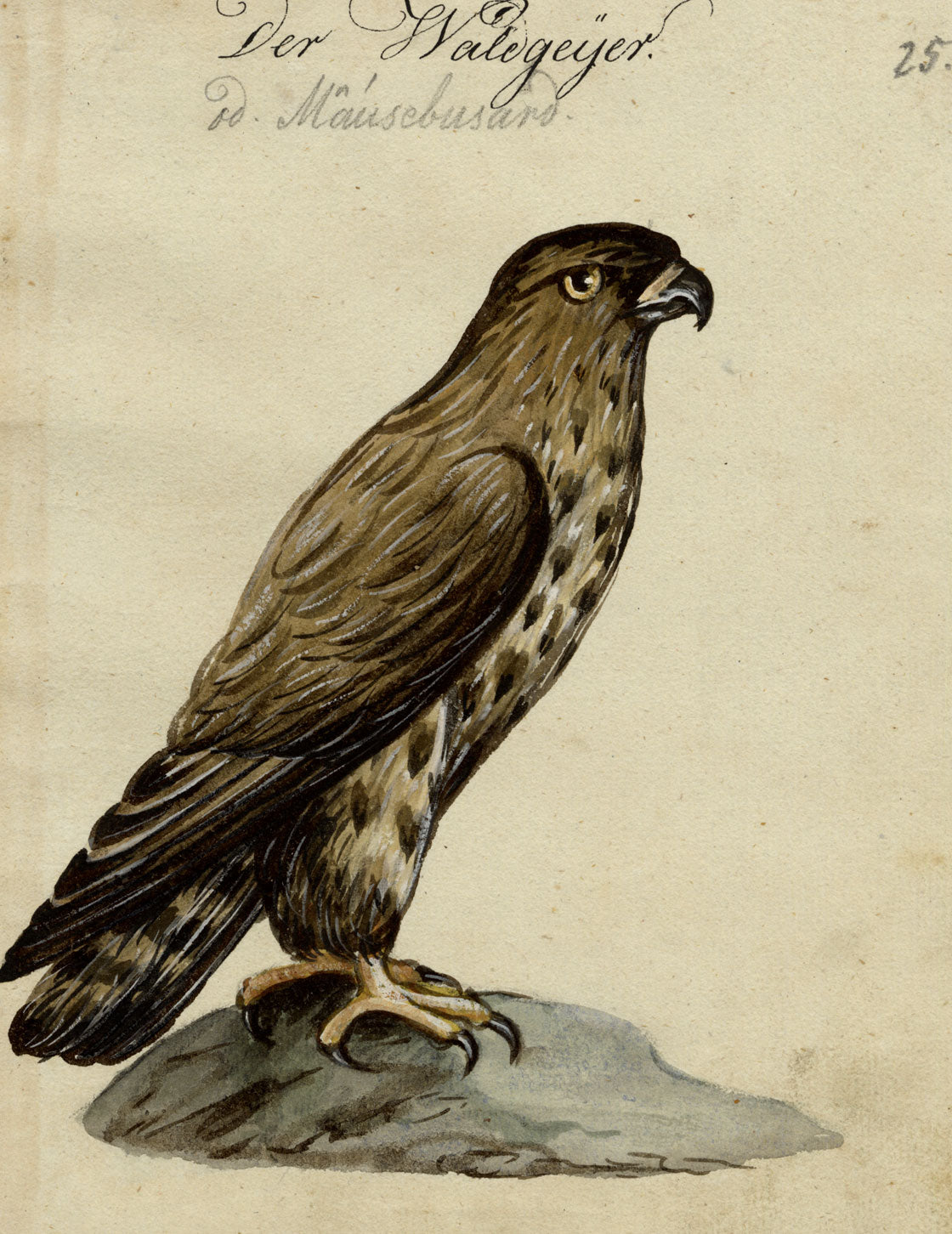 Leopold Billek, Buzzard Bird of Prey – c.1820 gouache painting