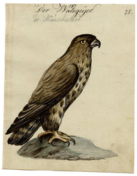 Leopold Billek, Buzzard Bird of Prey – c.1820 gouache painting