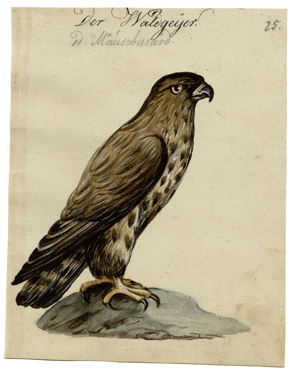 Leopold Billek, Buzzard Bird of Prey – c.1820 gouache painting