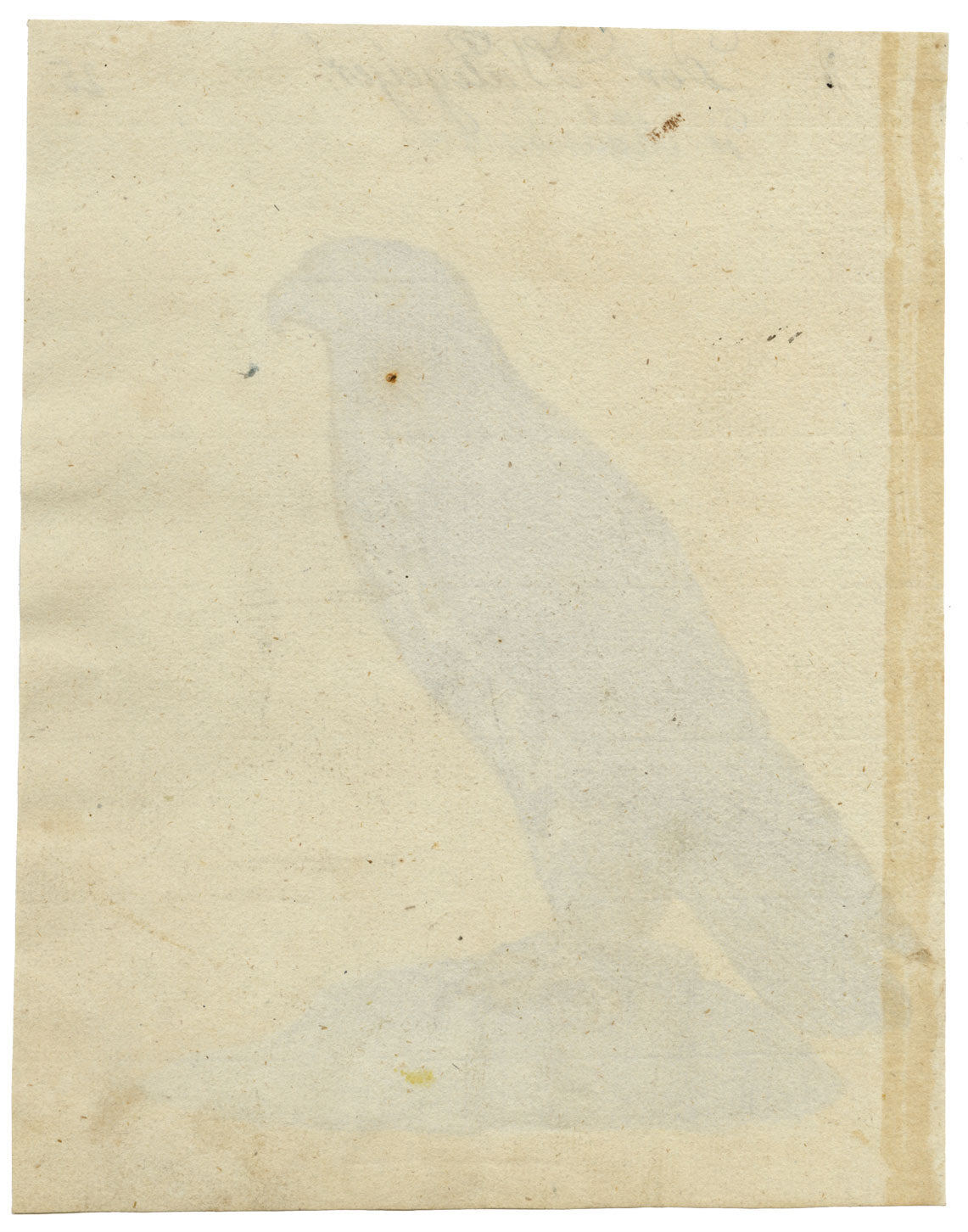 Leopold Billek, Buzzard Bird of Prey – c.1820 gouache painting
