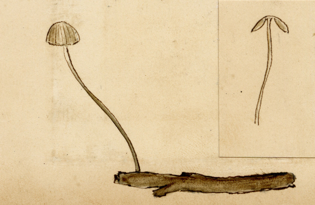 J.R.C., Collared Parachute Fungus (Marasmius rotula) – 19th-century watercolour painting