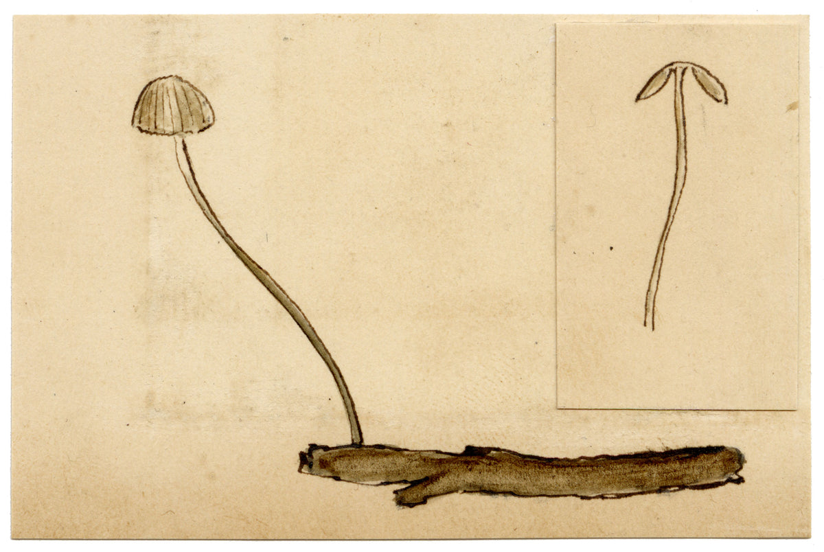 J.R.C., Collared Parachute Fungus (Marasmius rotula) – 19th-century watercolour painting