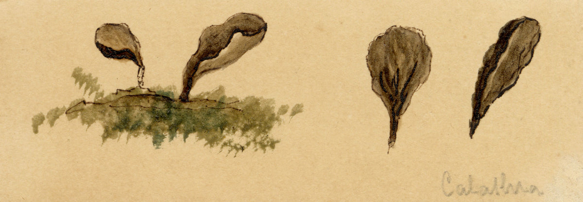 J.R.C., Fairy Fan Fungus (Spathularia rufa) – 19th-century watercolour painting