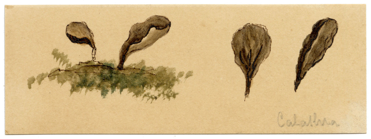 J.R.C., Fairy Fan Fungus (Spathularia rufa) – 19th-century watercolour painting