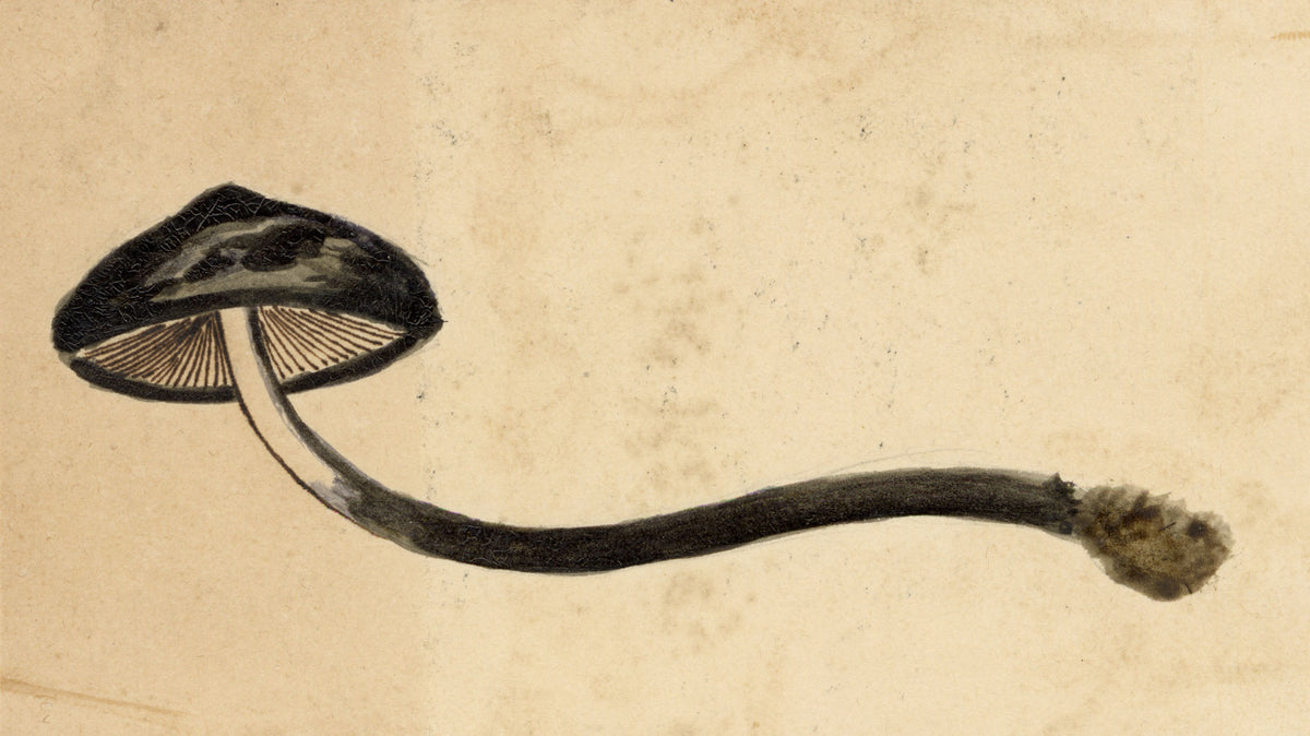 J.R.C., Brown Mottlegill Fungus (Panaeolina foenisecii) – 19th-century watercolour painting