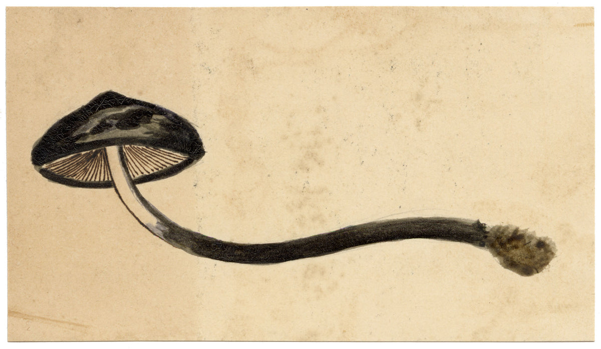 J.R.C., Brown Mottlegill Fungus (Panaeolina foenisecii) – 19th-century watercolour painting