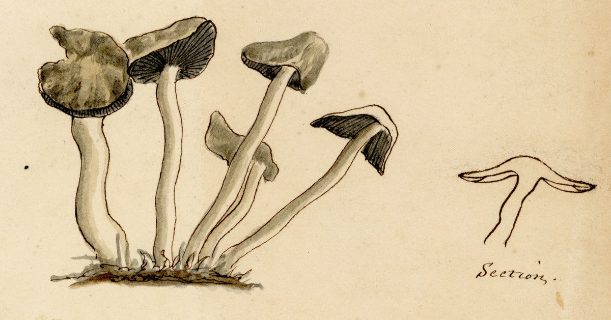 J.R.C., Common Inkcap Fungus (Coprinopsis atramentaria) – 19th-century watercolour painting