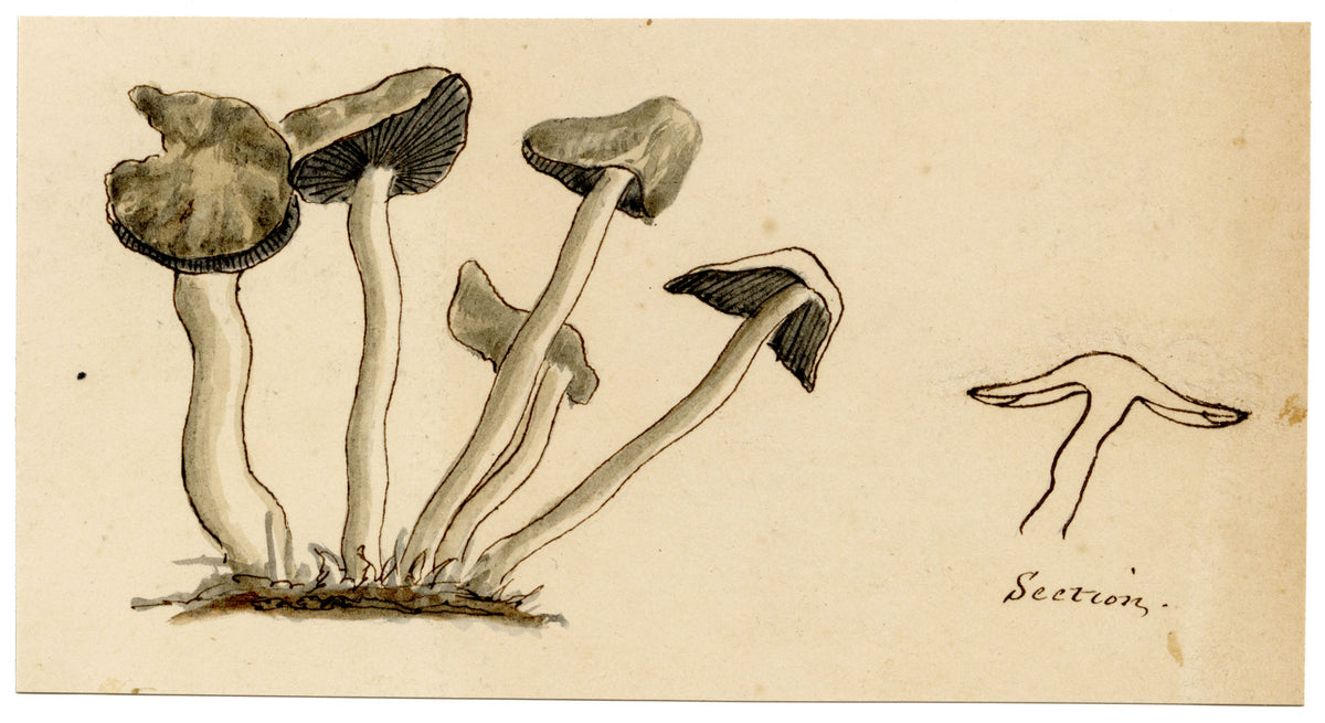 J.R.C., Common Inkcap Fungus (Coprinopsis atramentaria) – 19th-century watercolour painting