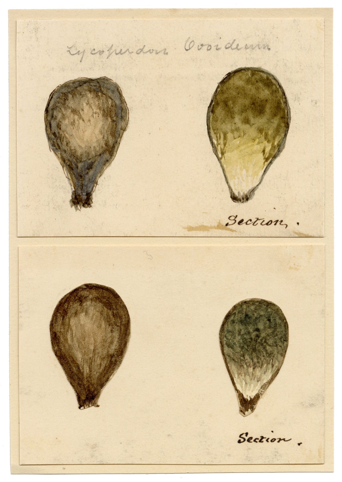 J.R.C., Stump Puffball Fungus (Lycoperdon ovoideum) – 19th-century watercolour painting
