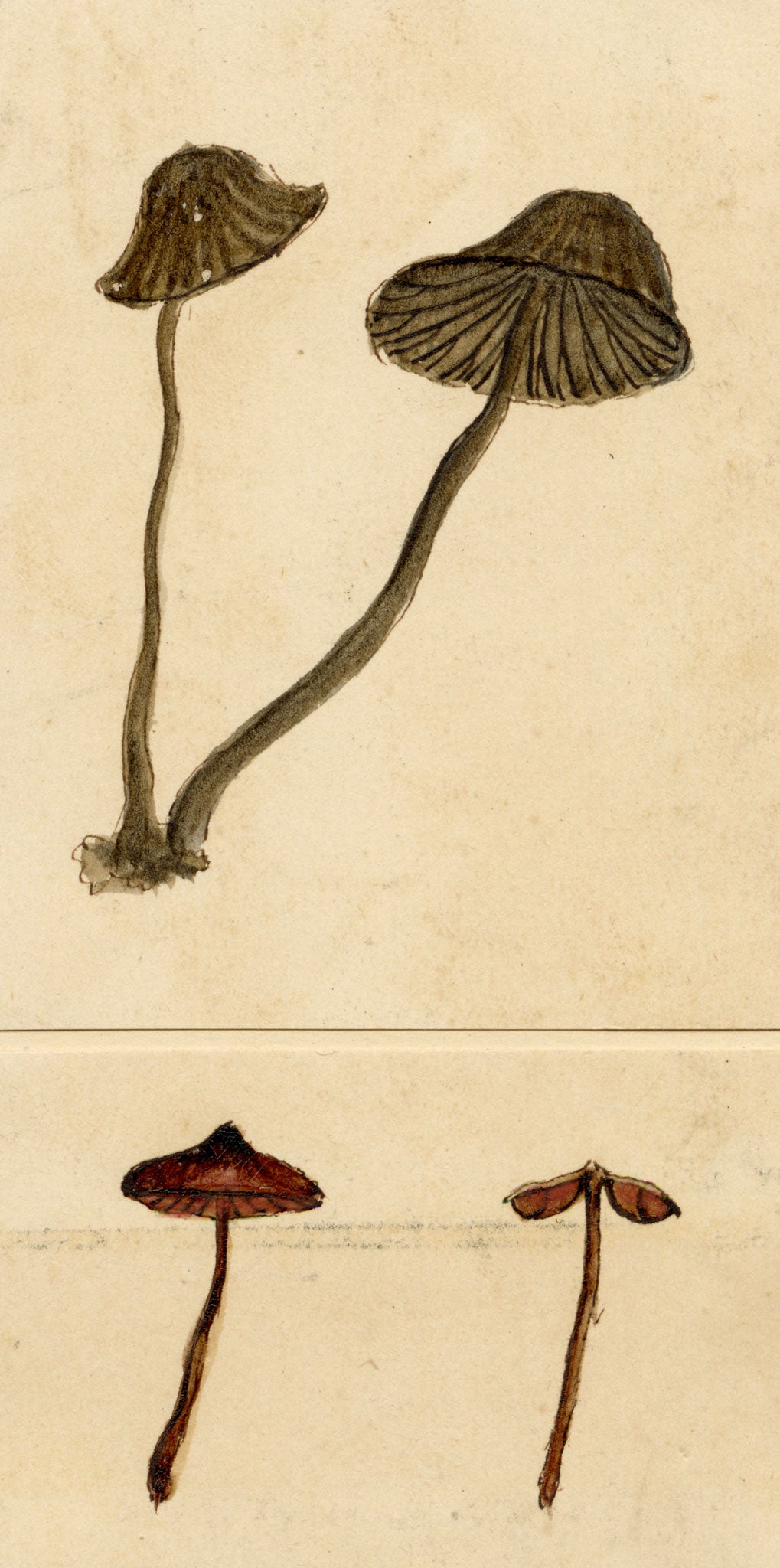 J.R.C., Clustered Bonnet Fungus (Mycena inclinata) – 19th-century watercolour painting