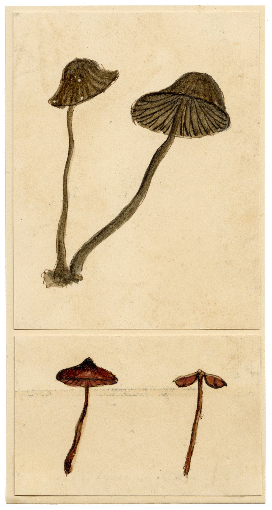 J.R.C., Clustered Bonnet Fungus (Mycena inclinata) – 19th-century watercolour painting
