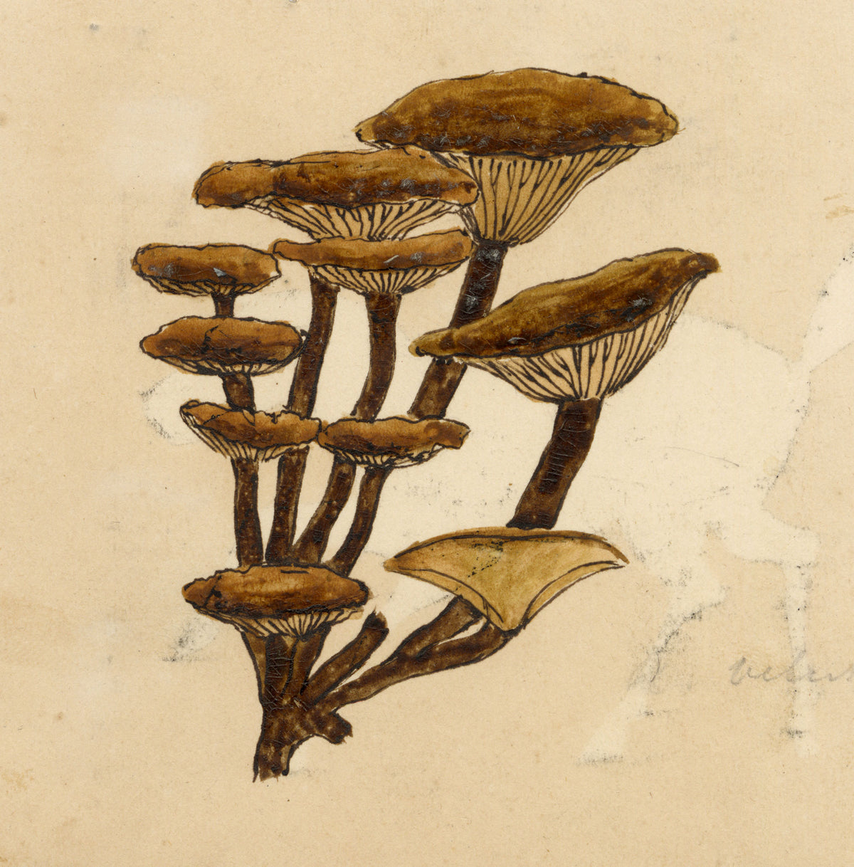 J.R.C., Velvet Shank Fungus (Flammulina velutipes) – 19th-century watercolour painting