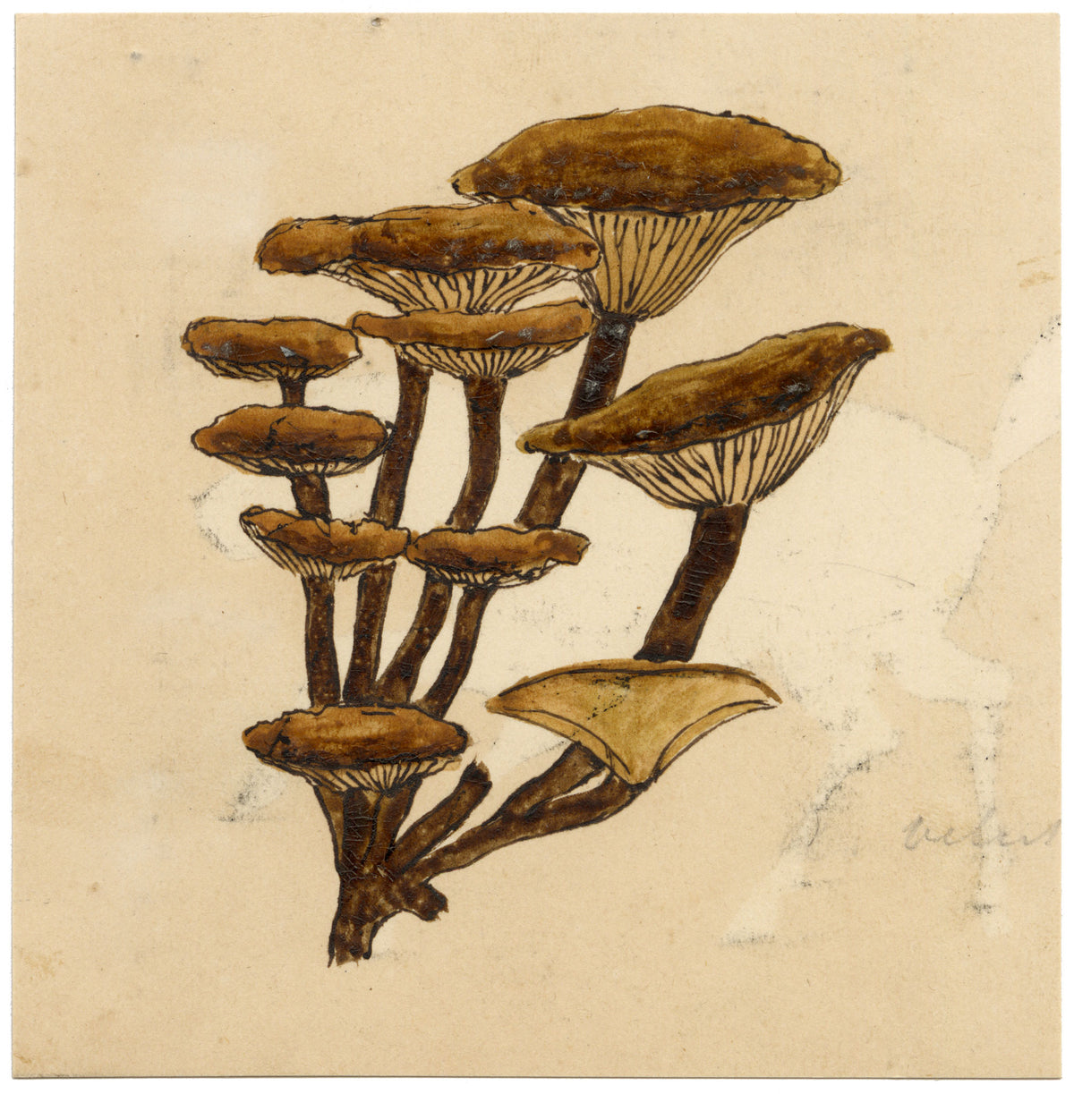J.R.C., Velvet Shank Fungus (Flammulina velutipes) – 19th-century watercolour painting