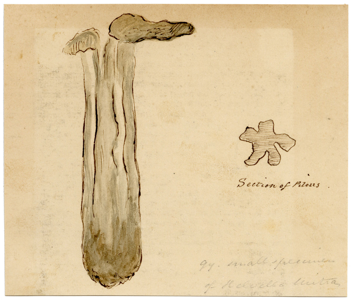 J.R.C., Elfin Saddle Fungus (Helvella mitra) – 19th-century watercolour painting