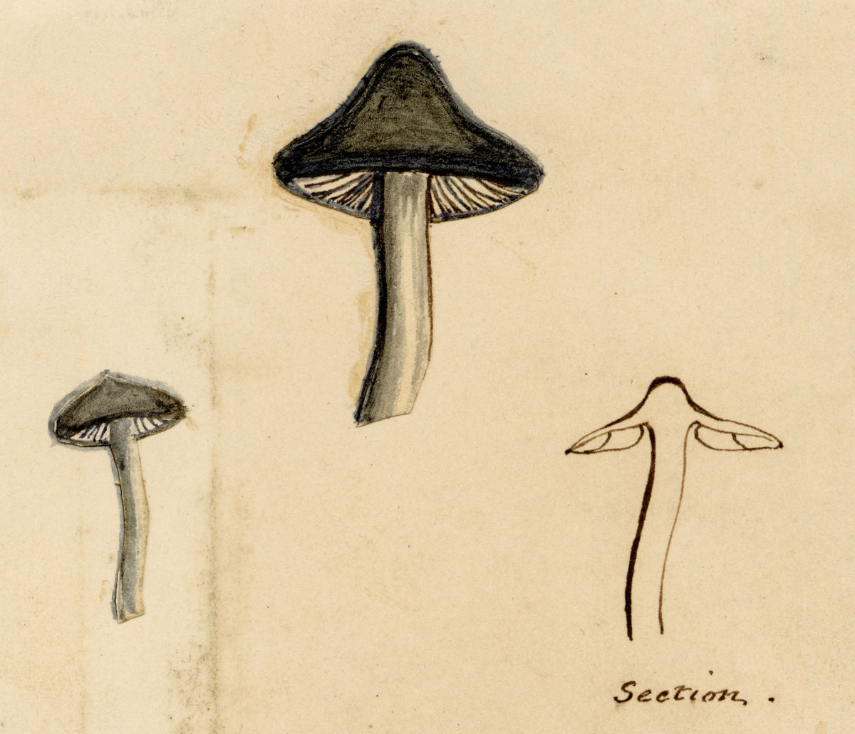 J.R.C., Grey Knight Fungi (Tricholoma terreum) – 19th-century watercolour painting