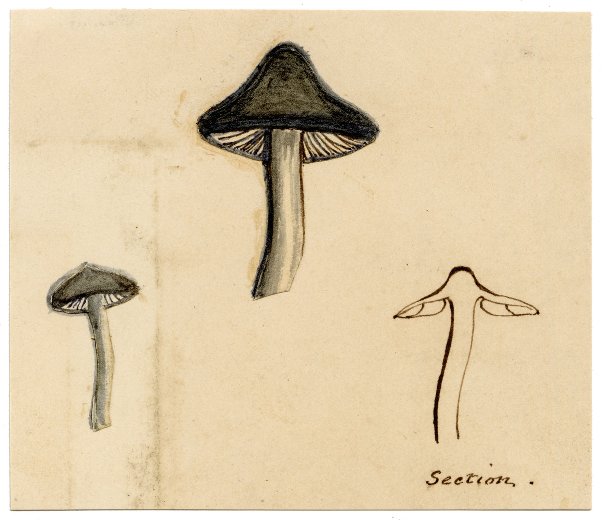 J.R.C., Grey Knight Fungi (Tricholoma terreum) – 19th-century watercolour painting