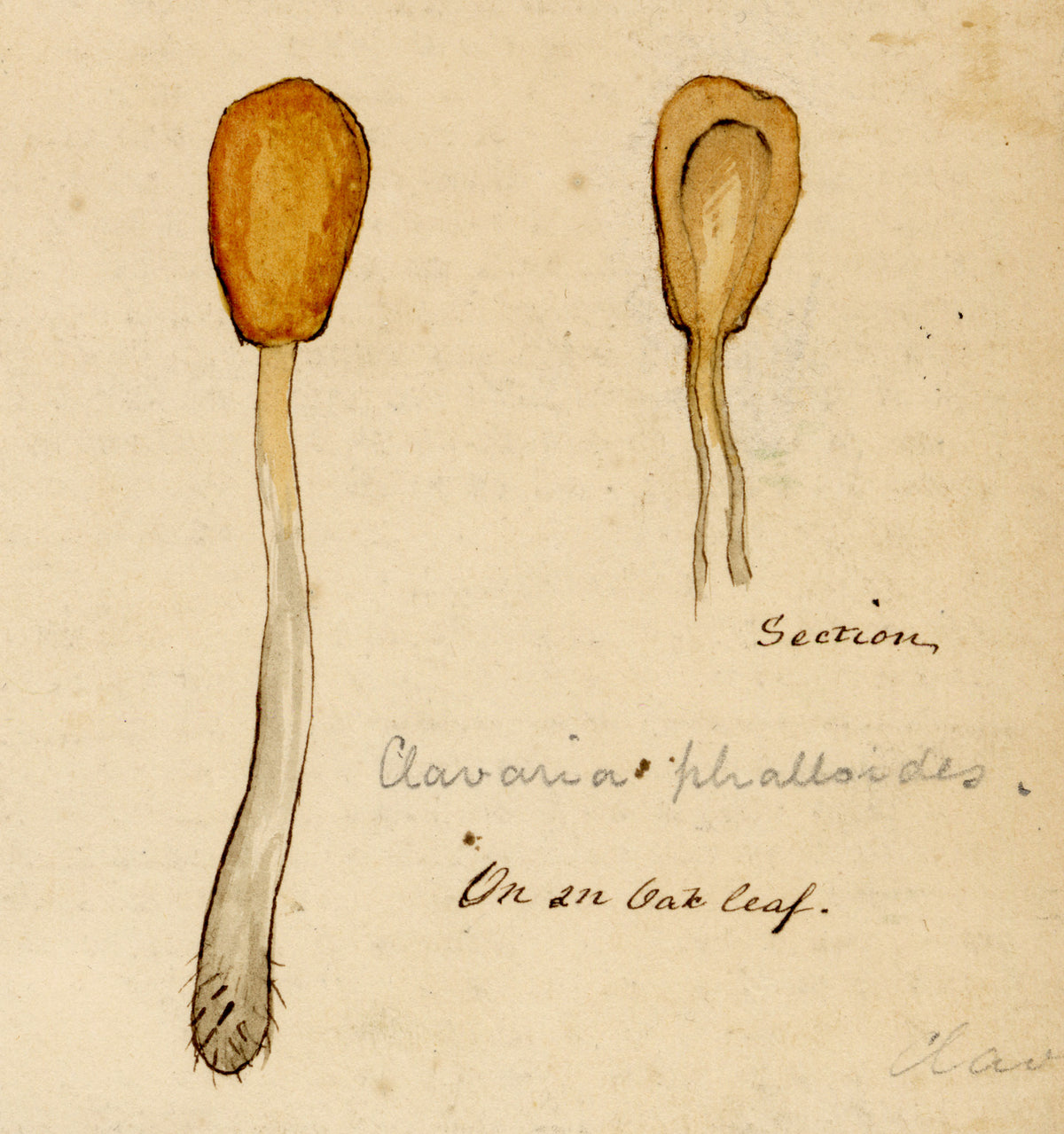J.R.C., Bog Beacon Fungus (Clavaria phalloides) – 19th-century watercolour painting