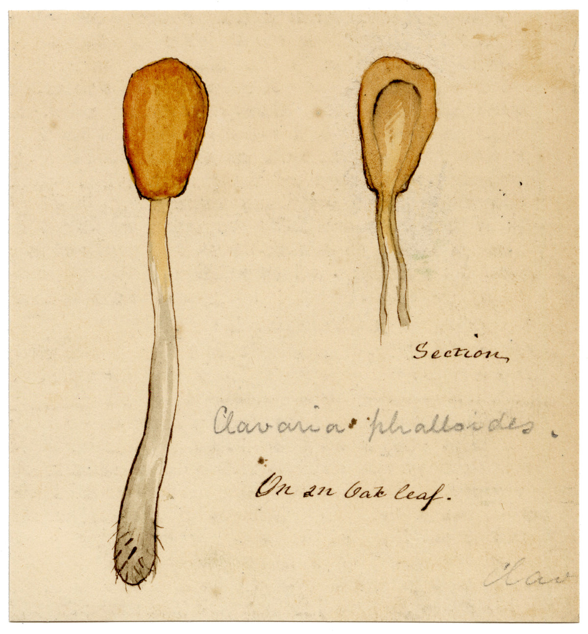 J.R.C., Bog Beacon Fungus (Clavaria phalloides) – 19th-century watercolour painting