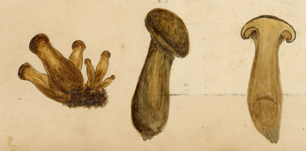 J.R.C., Spindleshank Fungus (Collybia fusipes) – 19th-century watercolour painting