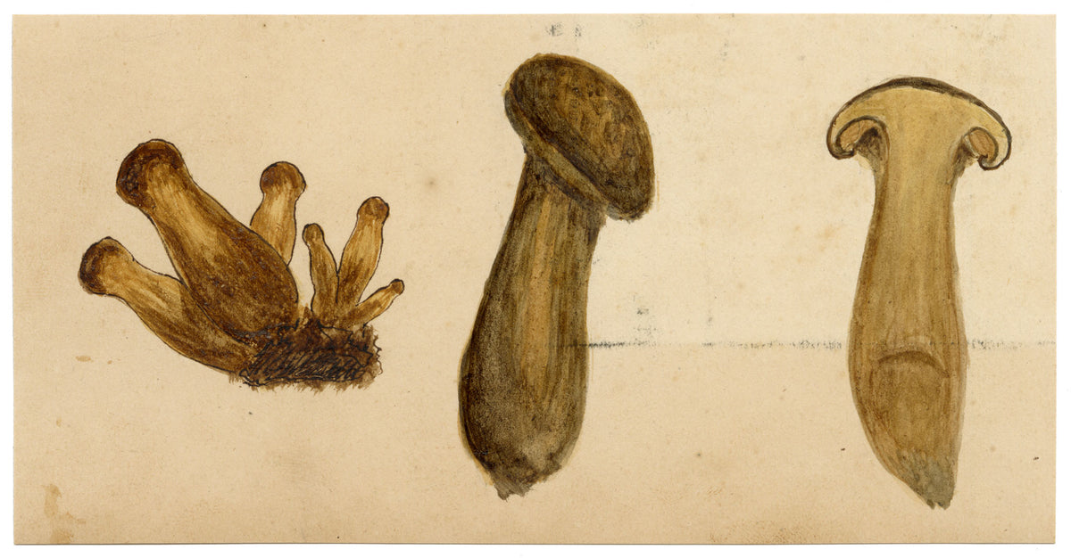 J.R.C., Spindleshank Fungus (Collybia fusipes) – 19th-century watercolour painting