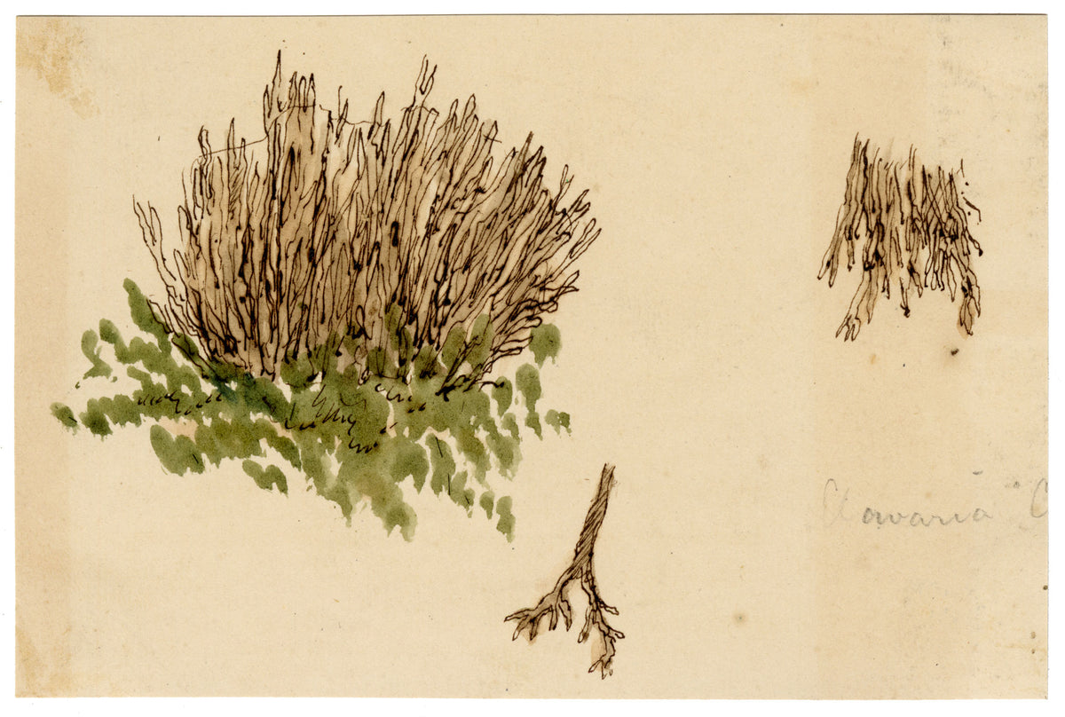 J.R.C., Strict-branch Coral Fungus (Clavaria condensata) – 19th-century watercolour painting