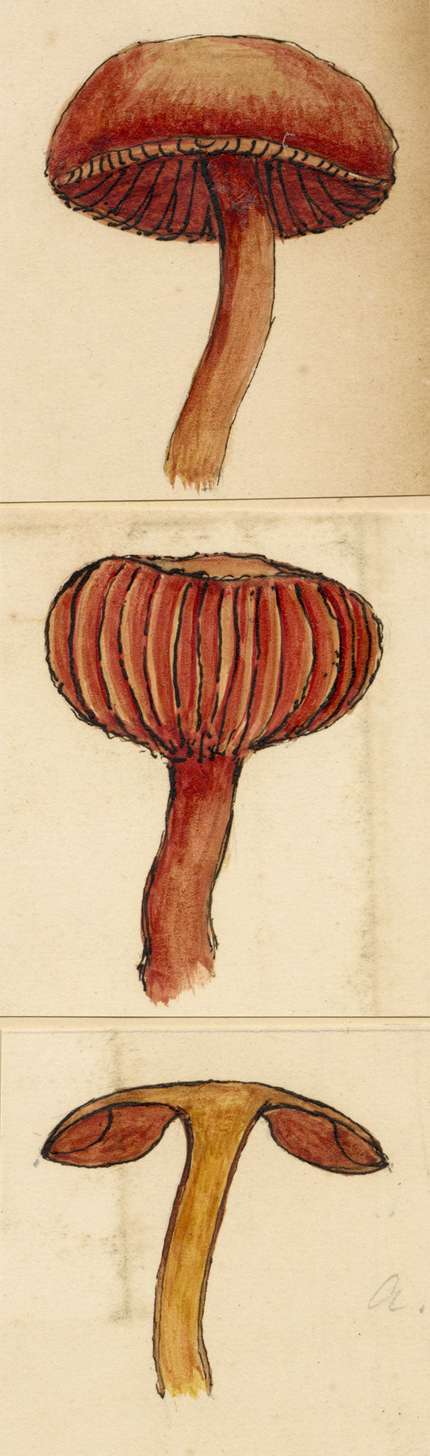 J.R.C., Scarlet Waxcap Fungus (Hygrocybe coccinea) – 19th-century watercolour painting