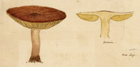J.R.C., Birch Milkcap Fungus (Lactarius tabidus) – 19th-century watercolour painting