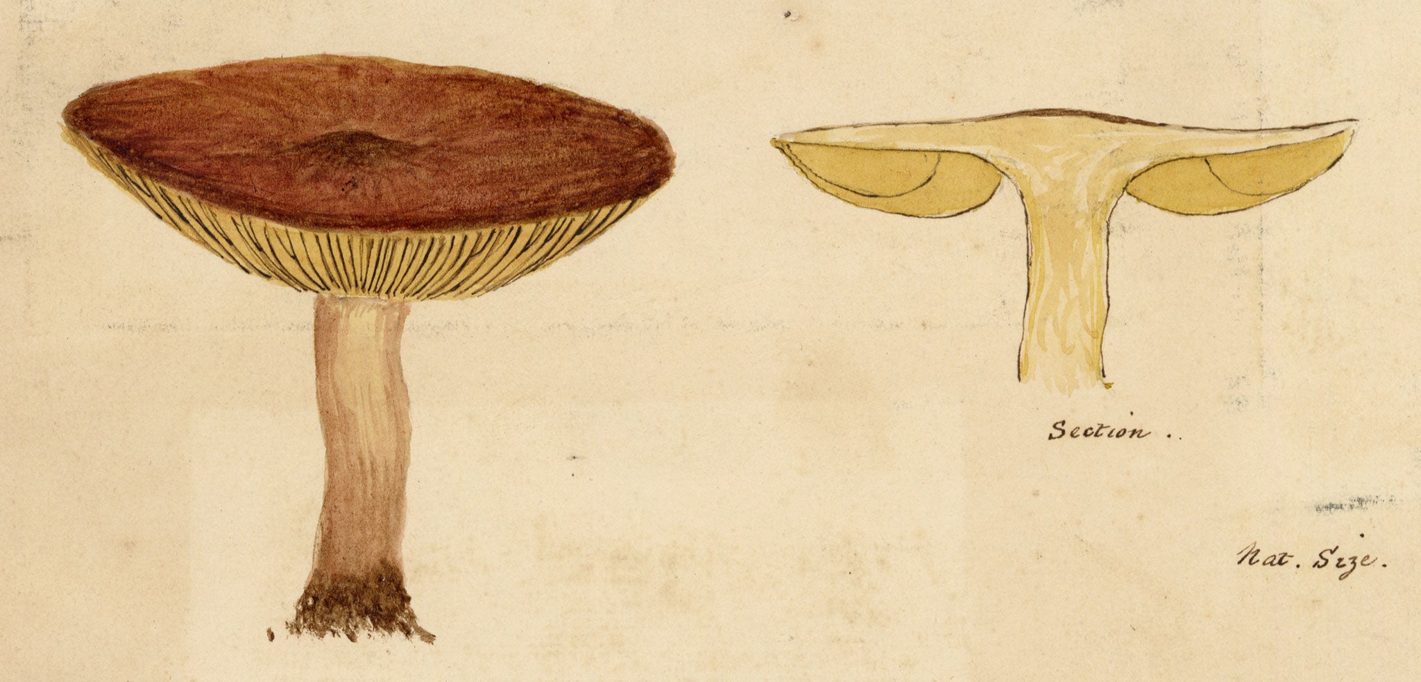 J.R.C., Birch Milkcap Fungus (Lactarius tabidus) – 19th-century watercolour painting