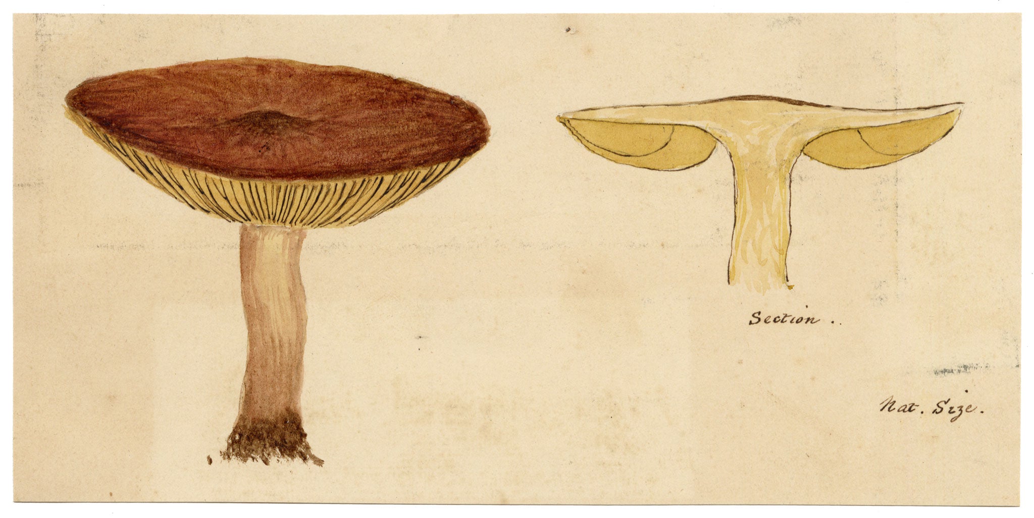 J.R.C., Birch Milkcap Fungus (Lactarius tabidus) – 19th-century watercolour painting