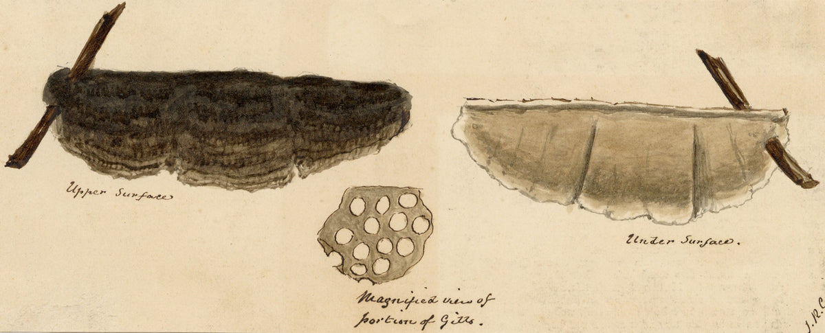 J.R.C., Southern Bracket Fungus (Ganoderma australe) – 19th-century watercolour painting