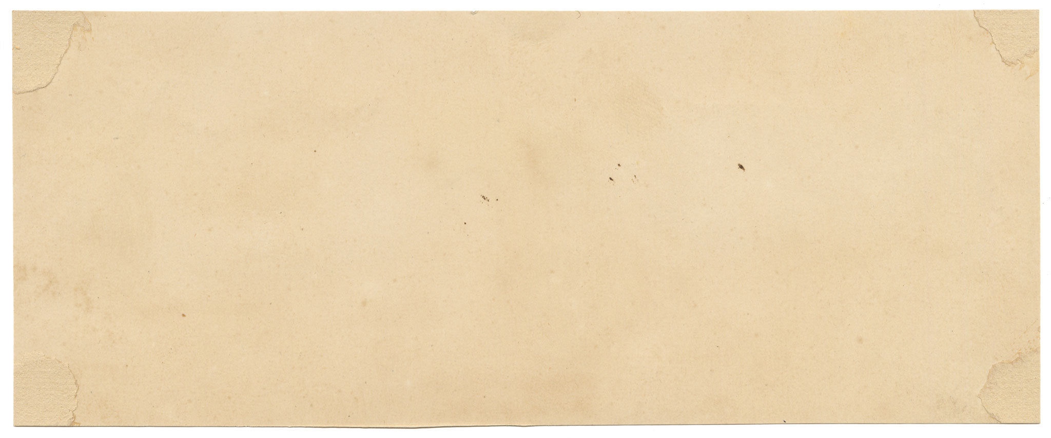 J.R.C., Southern Bracket Fungus (Ganoderma australe) – 19th-century watercolour painting