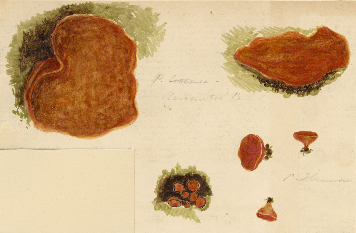 J.R.C., Orange-peel Fungus (Peziza aurantia) – 19th-century watercolour painting
