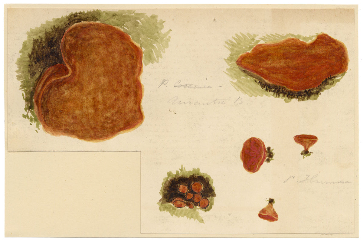 J.R.C., Orange-peel Fungus (Peziza aurantia) – 19th-century watercolour painting