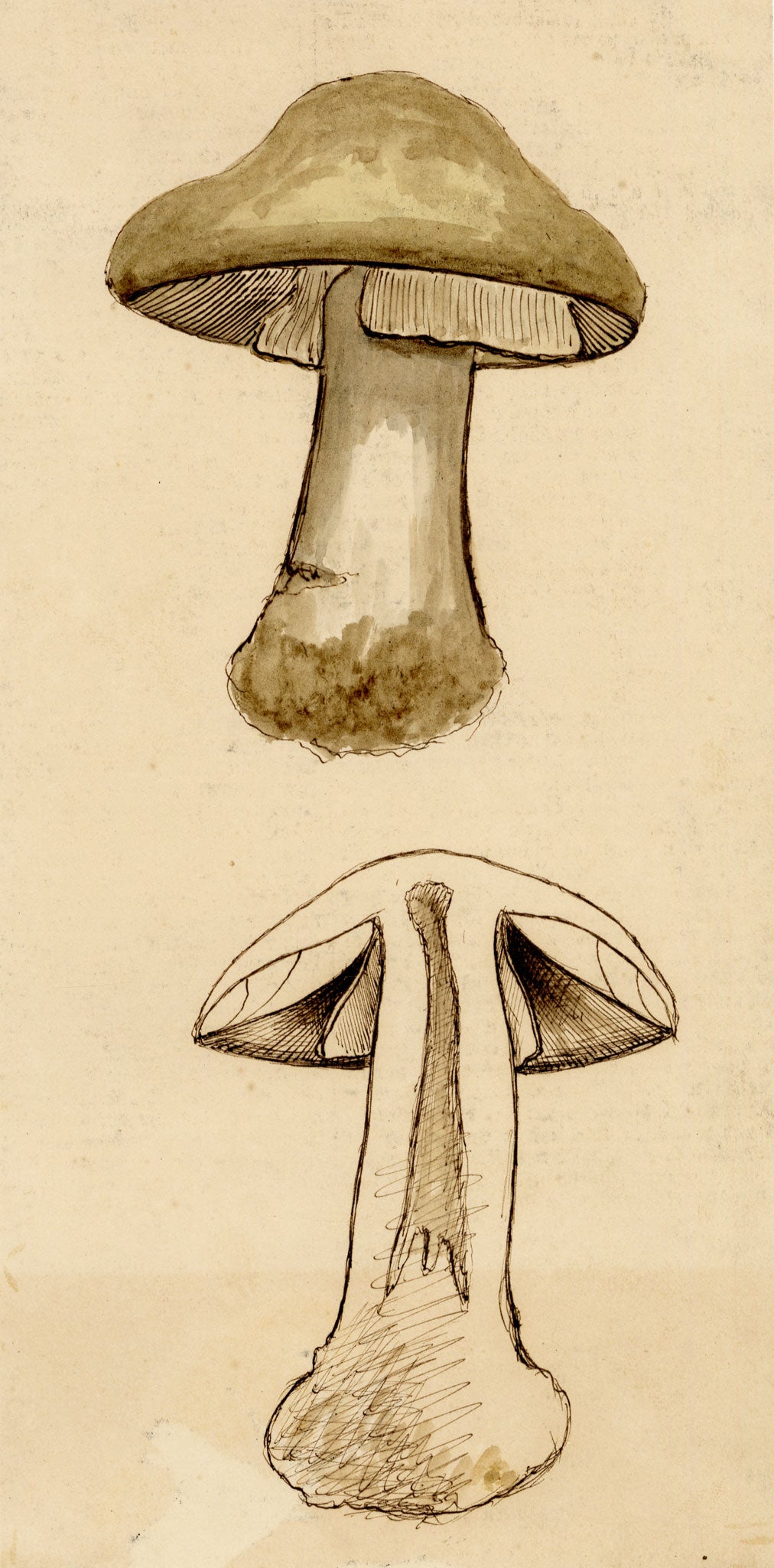 J.R.C., Death Cap Fungus (Amanita phalloides) – 19th-century watercolour painting