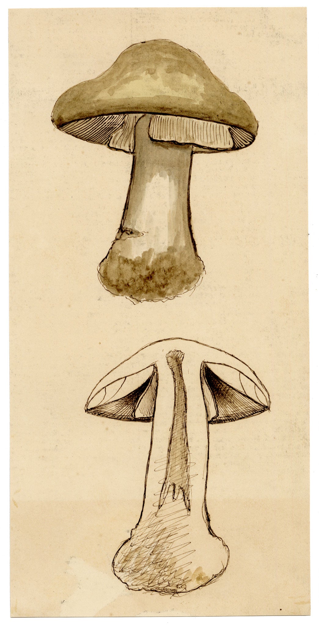 J.R.C., Death Cap Fungus (Amanita phalloides) – 19th-century watercolour painting