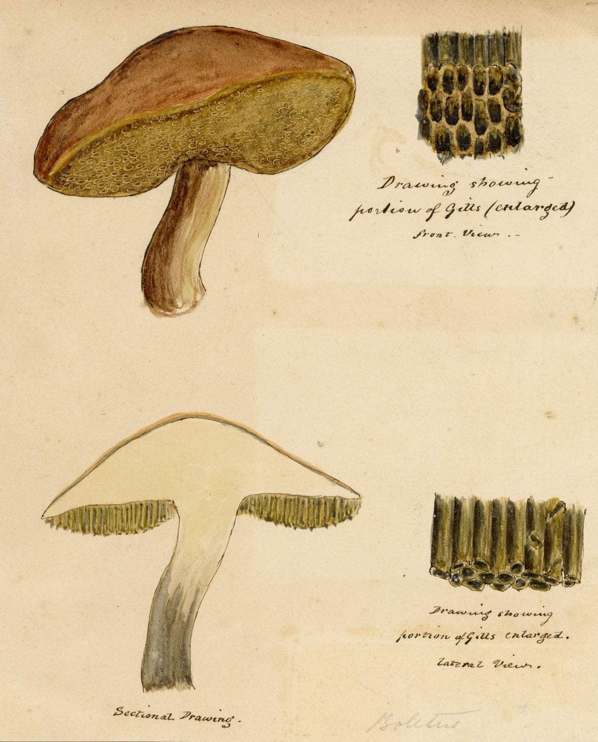 J.R.C., Gilled Bolete Fungus – 19th-century watercolour painting