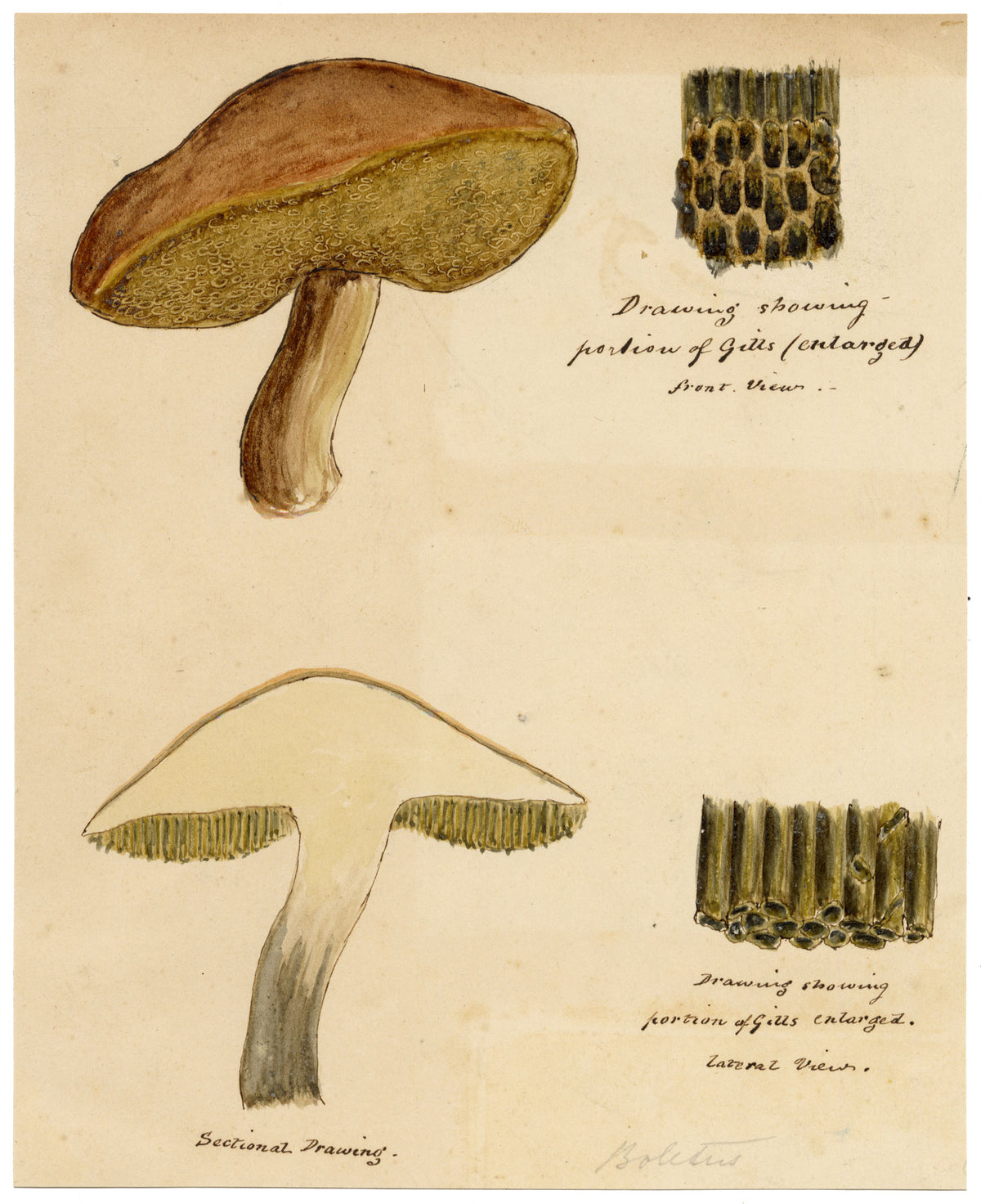 J.R.C., Gilled Bolete Fungus – 19th-century watercolour painting