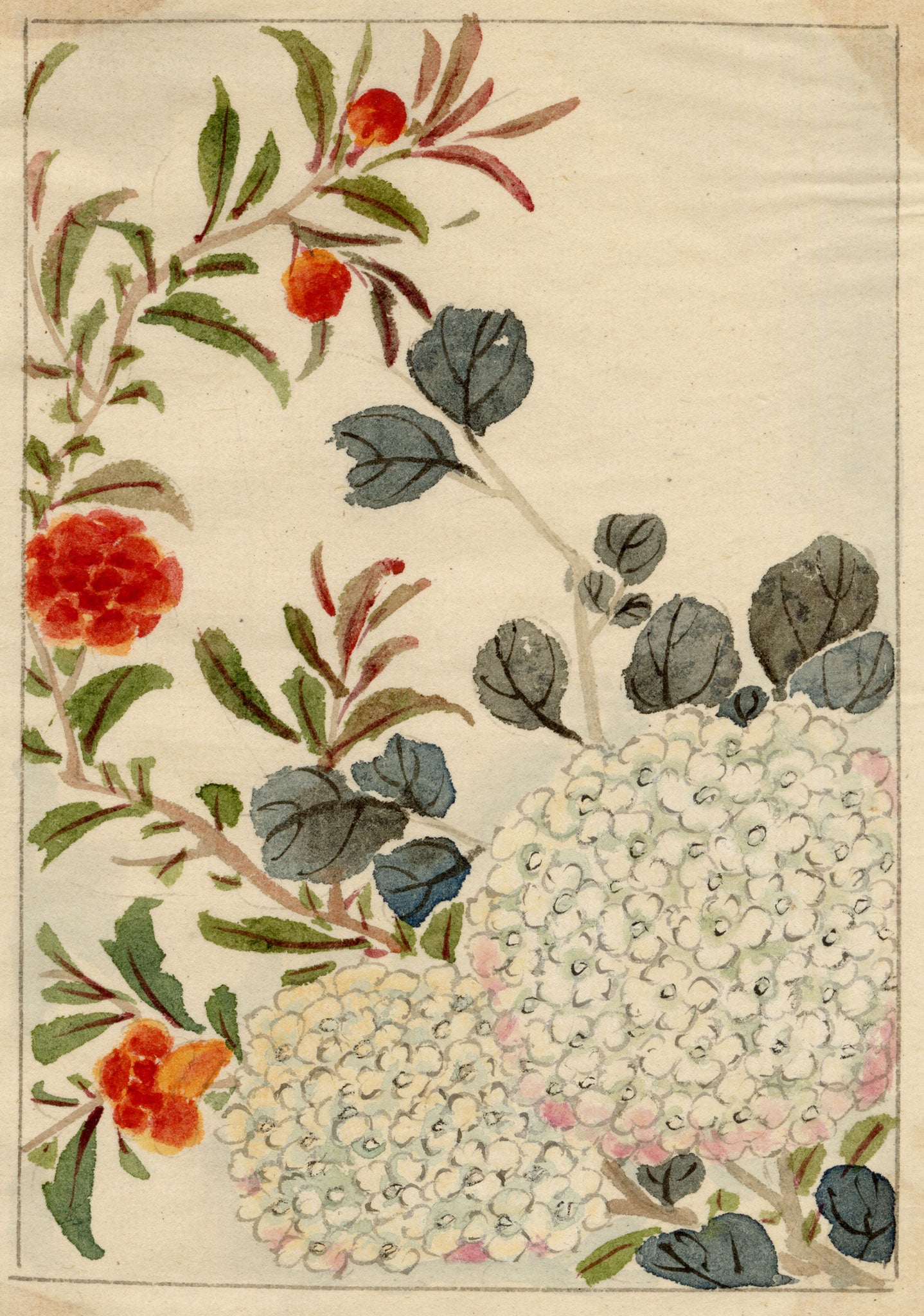 Chinese Hydrangea Flower – Original mid-C19th Qing Dynasty watercolour painting