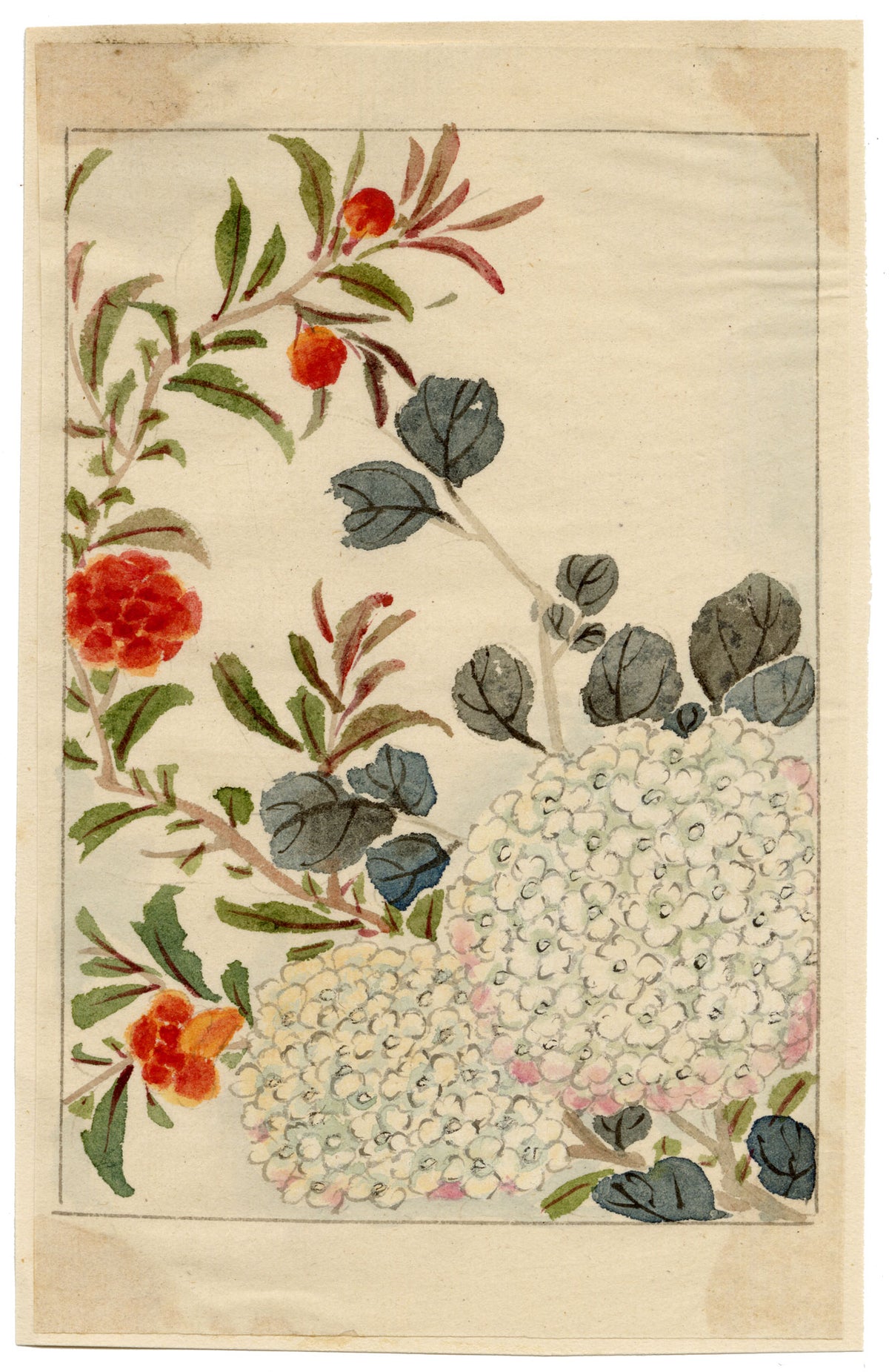 Chinese Hydrangea Flower – Original mid-C19th Qing Dynasty watercolour painting