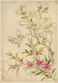 Fiori di magnolia cinese – Dipinto ad acquerello originale della dinastia Qing della metà del XIX secolo