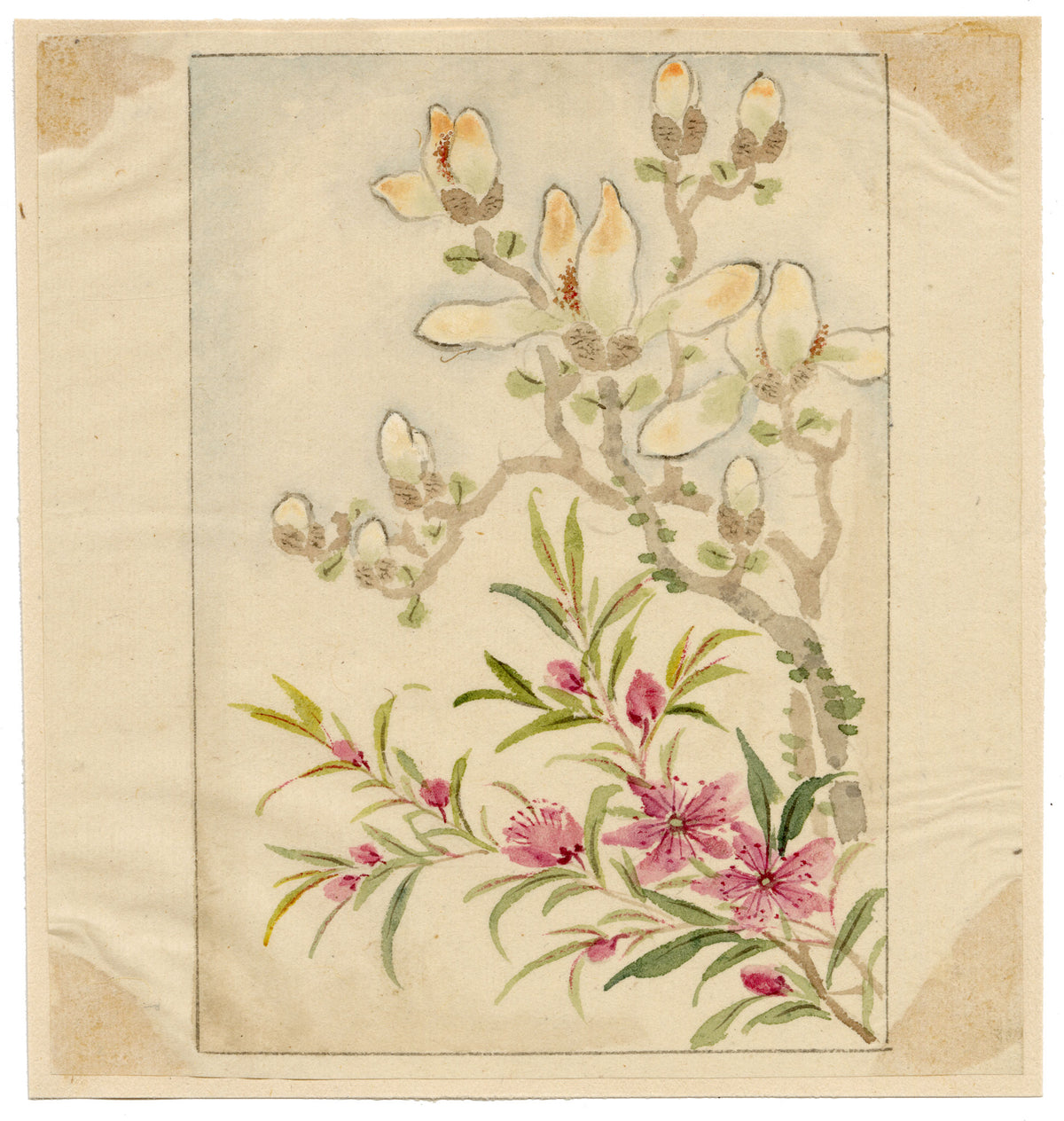 Chinese Magnolia Flowers – Original mid-C19th Qing Dynasty watercolour painting