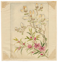 Fiori di magnolia cinese – Dipinto ad acquerello originale della dinastia Qing della metà del XIX secolo