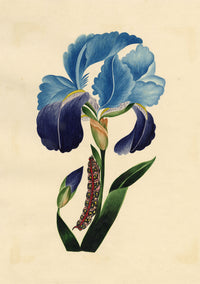 J. McA, Iris with Caterpillar of the Spotted Elephant Sphinx – c.1810s watercolour painting