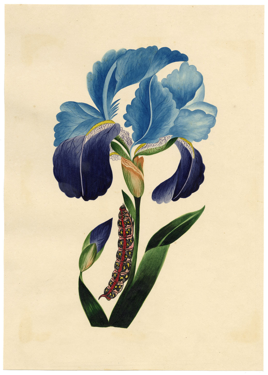 J. McA, Iris with Caterpillar of the Spotted Elephant Sphinx – c.1810s watercolour painting