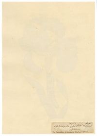 J. McA, Iris with Caterpillar of the Spotted Elephant Sphinx – c.1810s watercolour painting